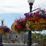 ここは英国？！花の街ビクトリアでフィッシュアンドチップス＆ティーアンドスコーン